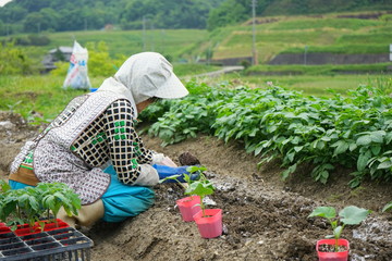 Senior woman growing organic fresh vegetables in the garden / 畑で野菜作りをする高齢者...