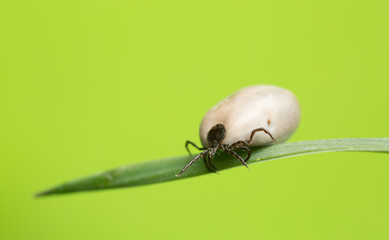Castor bean tick, Ixodes ricinus, carrier of diseases like tbe and borreliosis filled with blood on a grass blade
