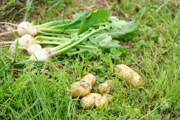 freshly cultivated vegetables and fruits / 採れたての野菜 手づくり オーガニック 健康 ナチュラル 無農薬 産地直送