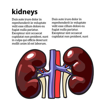Human internal organ kidney, vector sketch hand-drawn illustration isolated on white background, color sketch of the kidney with the circulatory system, the human body kidney