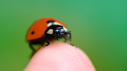 Fototapeta premium little ladybug sitting on finger summer