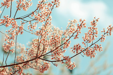 Wild Himalayan Cherry spring blossom