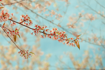Wild Himalayan Cherry spring blossom