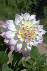 Chrysanthemum