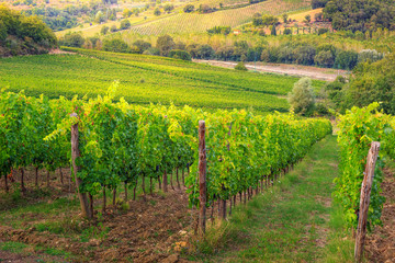 Fototapeta na wymiar Spectacular vineyard with rows of grape,Tuscany,Italy,Europe
