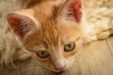 Cute little striped cat on a carpet