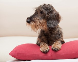 cane bassotto sul cuscino