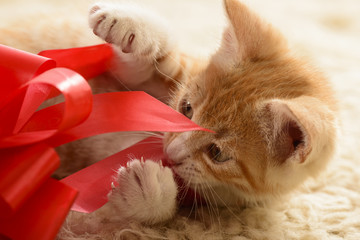 Orange tabby kitten playing with red bow from gift box on beige background