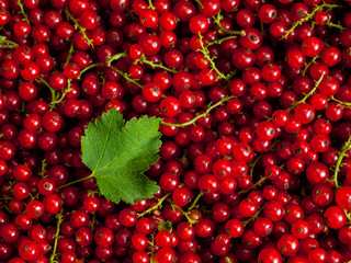 Redcurrant close up