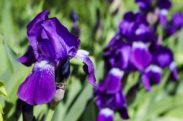 purple flowers irises © ketrin08