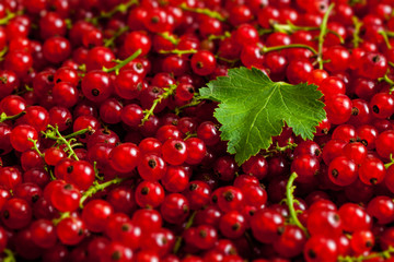 Redcurrant close up