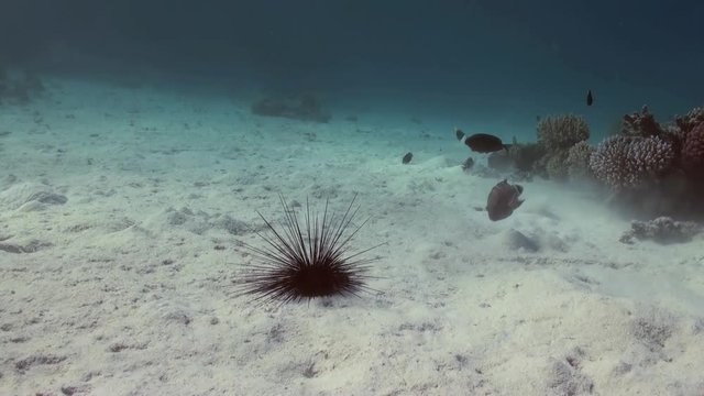 Black diadem sea urchin (Echinothrix diadema) on sandy bottom in search of food on Coral Reef. Amazing, beautiful underwater marine sea world Red Sea and life of its inhabitants, creatures and diving.