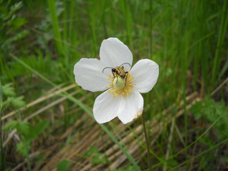 Белый цветок с насекомым