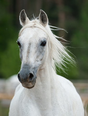 white stallion