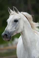 Obraz na płótnie Canvas white arab stallion portrait in movement