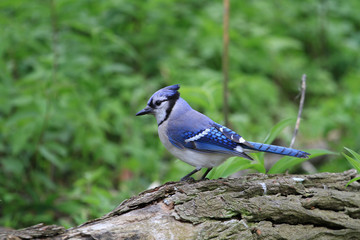 Blue-jay perched on dead tree in early morning