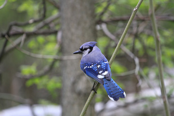 Blue-jay perched on branch in early morning