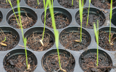 root and seedling of rice