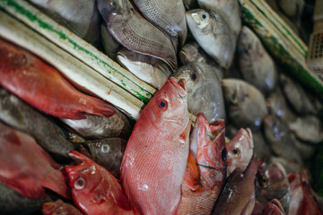 seafood at the fish market.Fresh fishes in a market at Bali.red