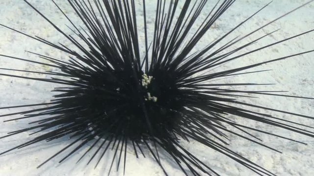 Black diadem sea urchin (Echinothrix diadema) on sandy bottom in search of food on Coral Reef. Amazing, beautiful underwater marine sea world Red Sea and life of its inhabitants, creatures and diving.