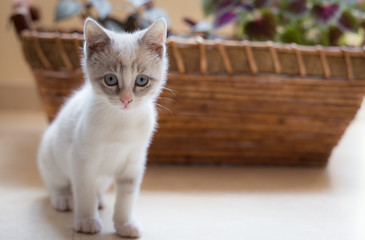 pequeño gato mascota