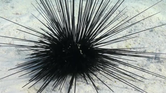 Black diadem sea urchin (Echinothrix diadema) on sandy bottom in search of food on Coral Reef. Amazing, beautiful underwater marine sea world Red Sea and life of its inhabitants, creatures and diving.