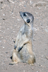 Meerkat