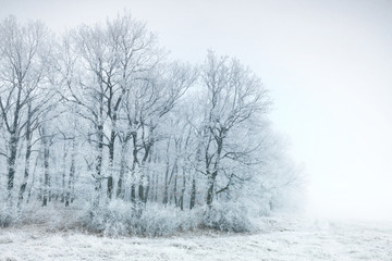 Obraz na płótnie Canvas Frozen forest on a very cold day