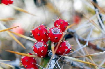 Red prickly pears