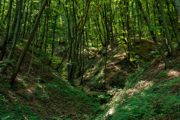 Beech forest at spring