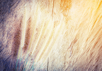 plant flower on wooden background vintage
