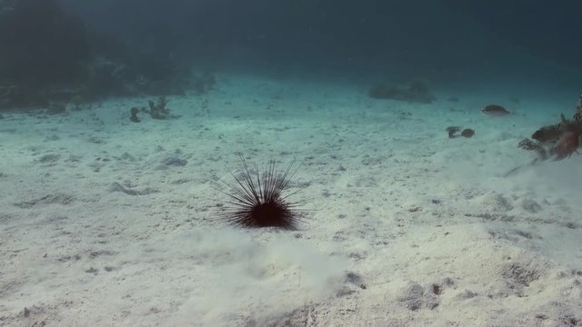 Black diadem sea urchin (Echinothrix diadema) on sandy bottom in search of food on Coral Reef. Amazing, beautiful underwater marine sea world Red Sea and life of its inhabitants, creatures and diving.