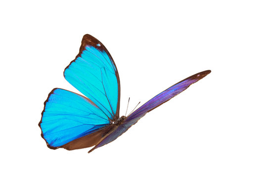 Blue tropical butterfly.