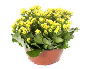 yellow Kalanchoe