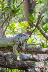 green iguana on wood
