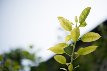 若い葉っぱ