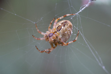 Spider sitting on a cobweb
