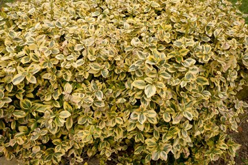 Euonymus fortunei. Yellow and green leaves of euonymus fortunei, background. Colorful background of euonymus bush known as spindle tree. Wintercreeper Euonymus.