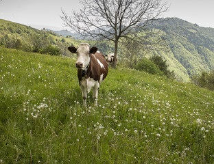 Fototapeta na wymiar grazing cows in the italian Alps