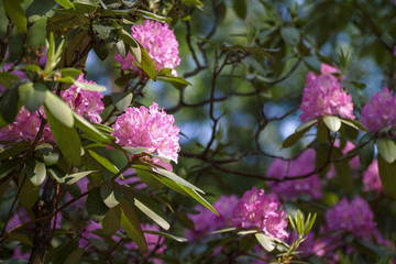 Pink azalea flower