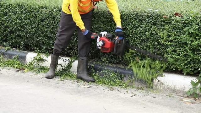 Gardener is trimming the hedge