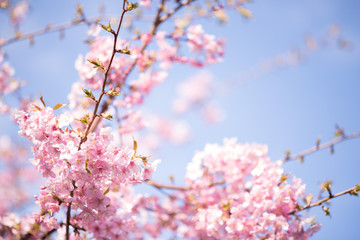桜の花