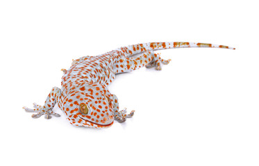 Tokay gecko on white background