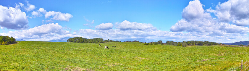 北軽井沢の浅間牧場に放牧された牛達