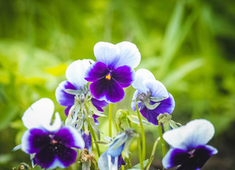 Pansy Viola tricolor