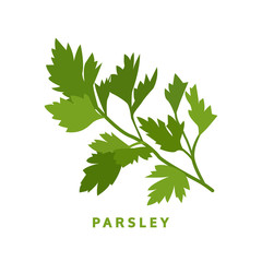 parsley herb, food vector illustration, isolated logo