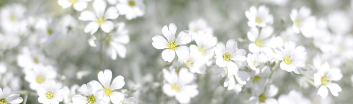 Fototapeta white spring flowers
