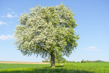 Fototapeta na wymiar fruit tree at spring time