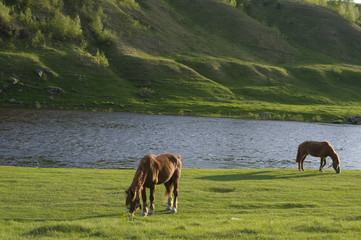 Naklejka premium horses grazing near water