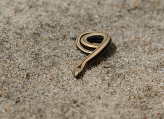 little gold slow worm